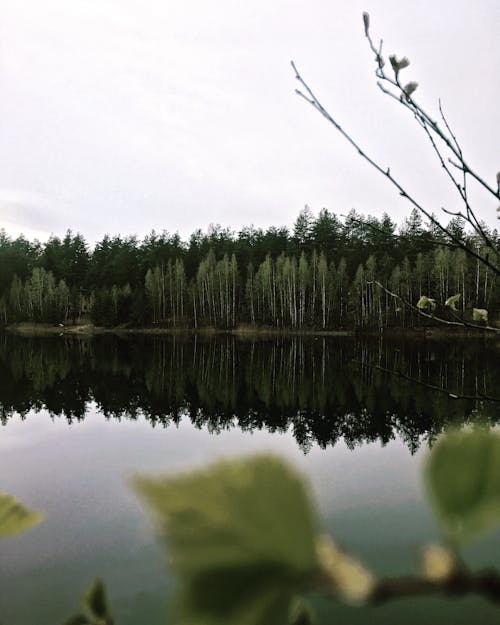 Green Trees Beside Lake