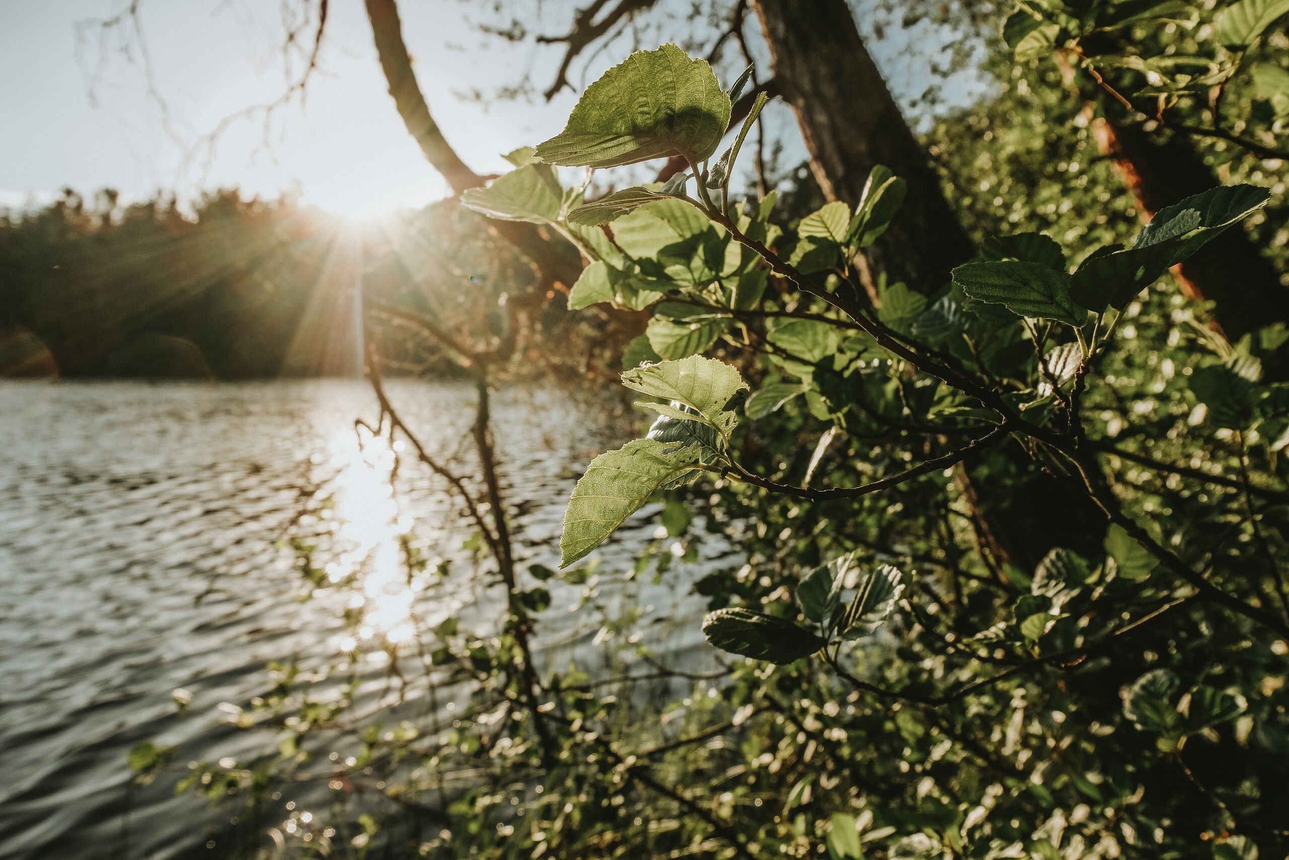 Ecologia Mental e Vazio