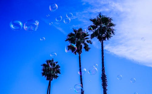 Three Palm Tree during Blue and White Cloudy Day