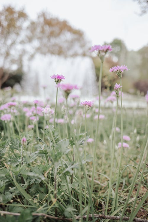 alan, arazi, Bahar çiçekleri içeren Ücretsiz stok fotoğraf