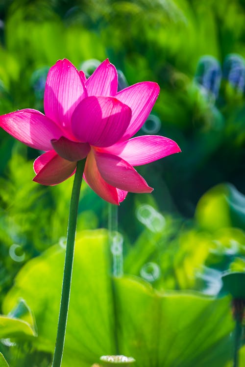 Gratuit Imagine de stoc gratuită din floare, floră, fotografiere verticală Fotografie de stoc