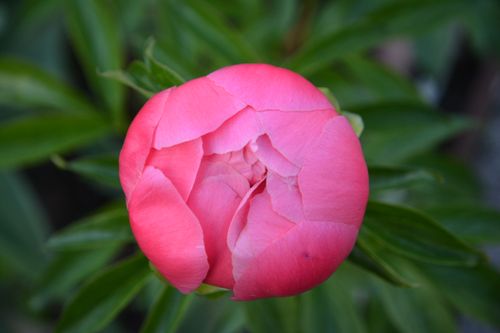 Free A vibrant pink peony in full bloom captured in close-up, showcasing natural beauty. Stock Photo