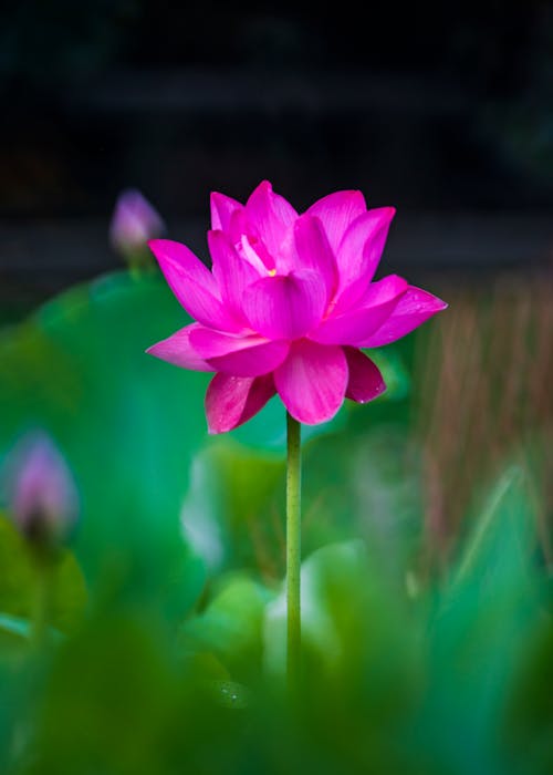 Blooming Pink Water Lily