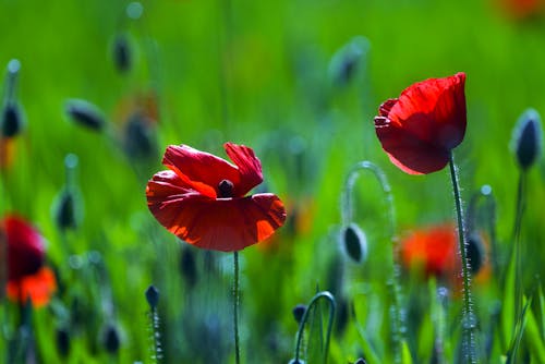 Close-up of Poppies on a Field 