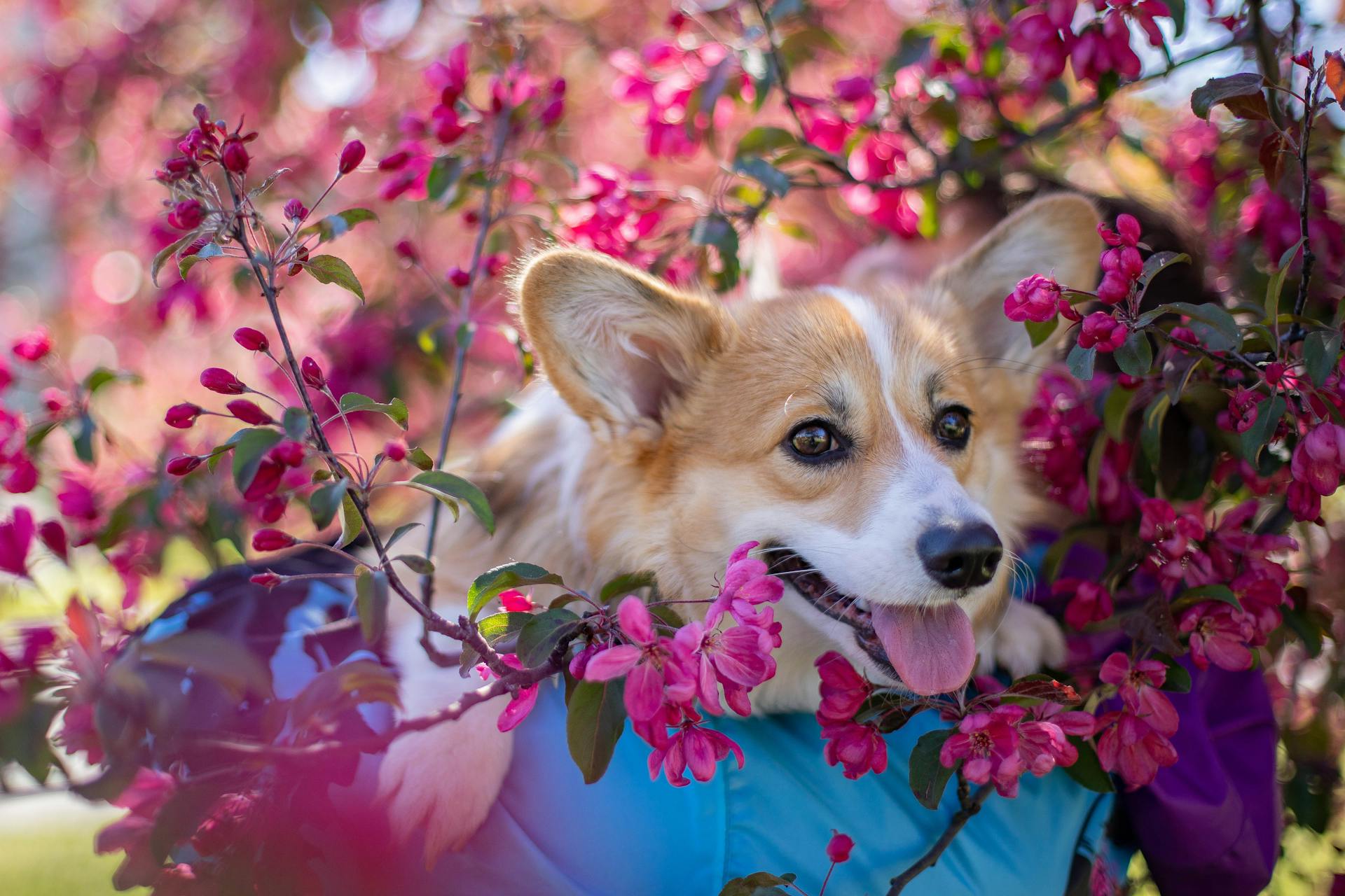 Unrecognizable person with Corgi near tree