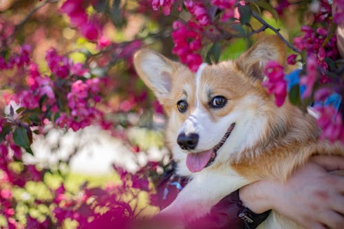 Unrecognizable owner with Corgi near blooming branches