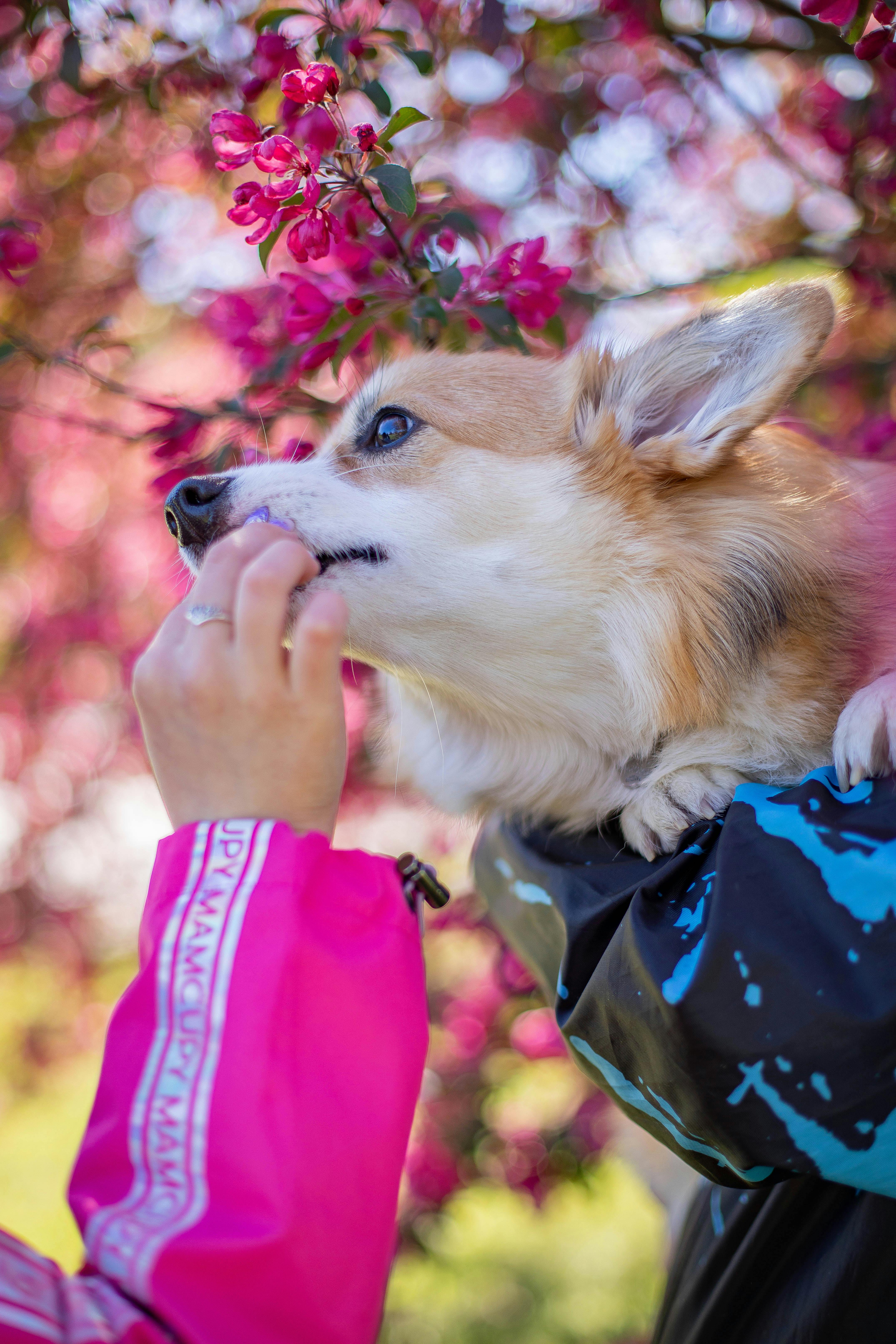 Owner brushing dog's teeth at home