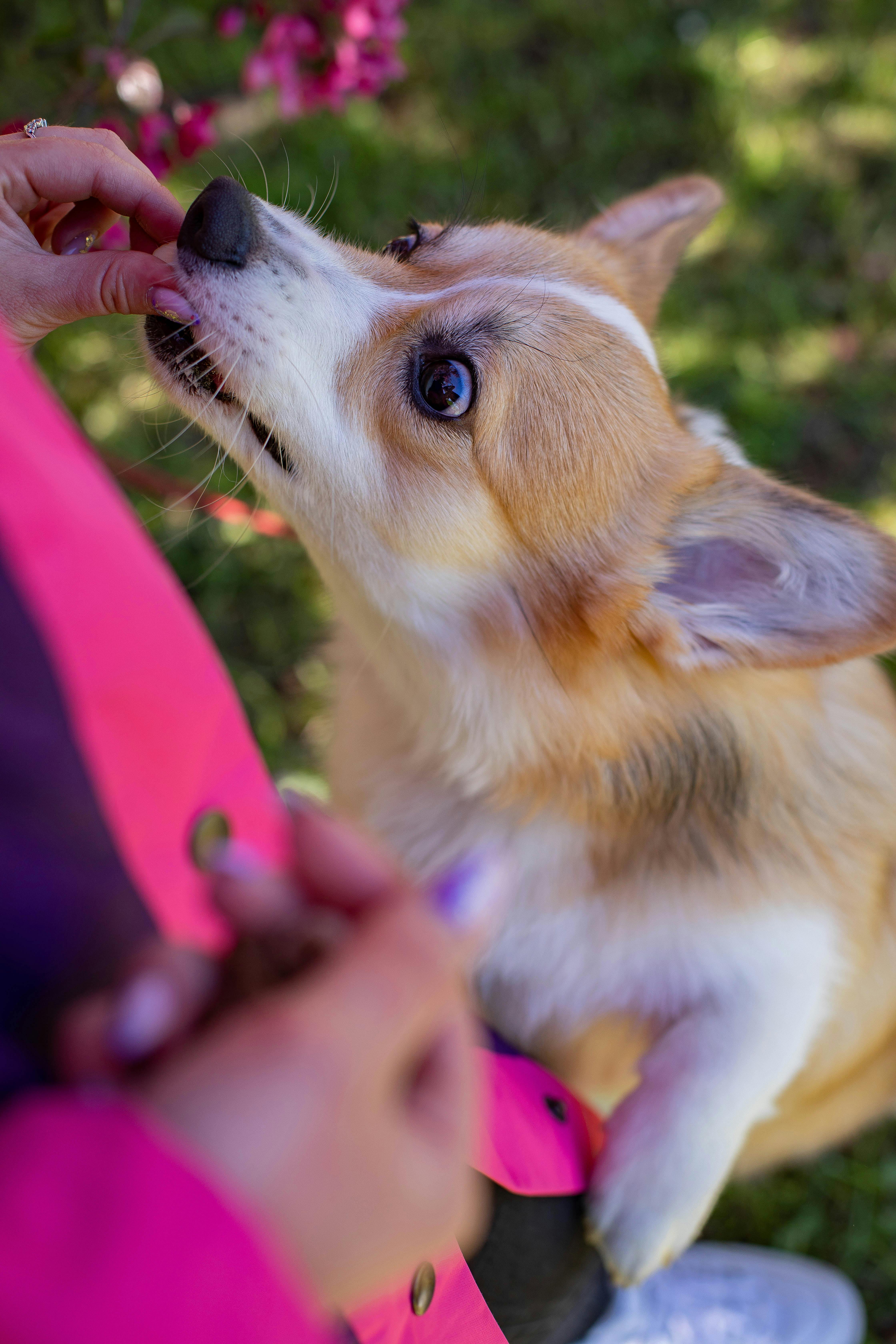 From above of crop faceless caring female owner feeding adorable Welsh Corgi dog while standing in park on summer day