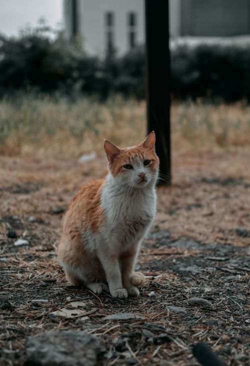 Free A ginger and white cat sits calmly in an outdoor setting, evoking a sense of tranquility and nature. Stock Photo