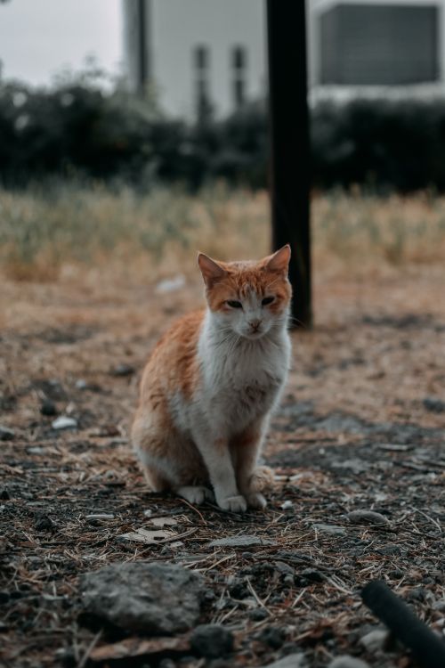 Free Close-up of a ginger cat sitting outdoors with a blurred urban background. Stock Photo