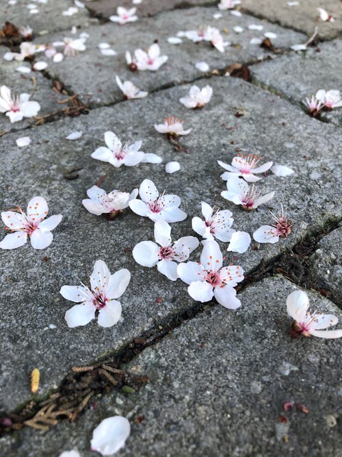 Fotos de stock gratuitas de caer, de cerca, flora