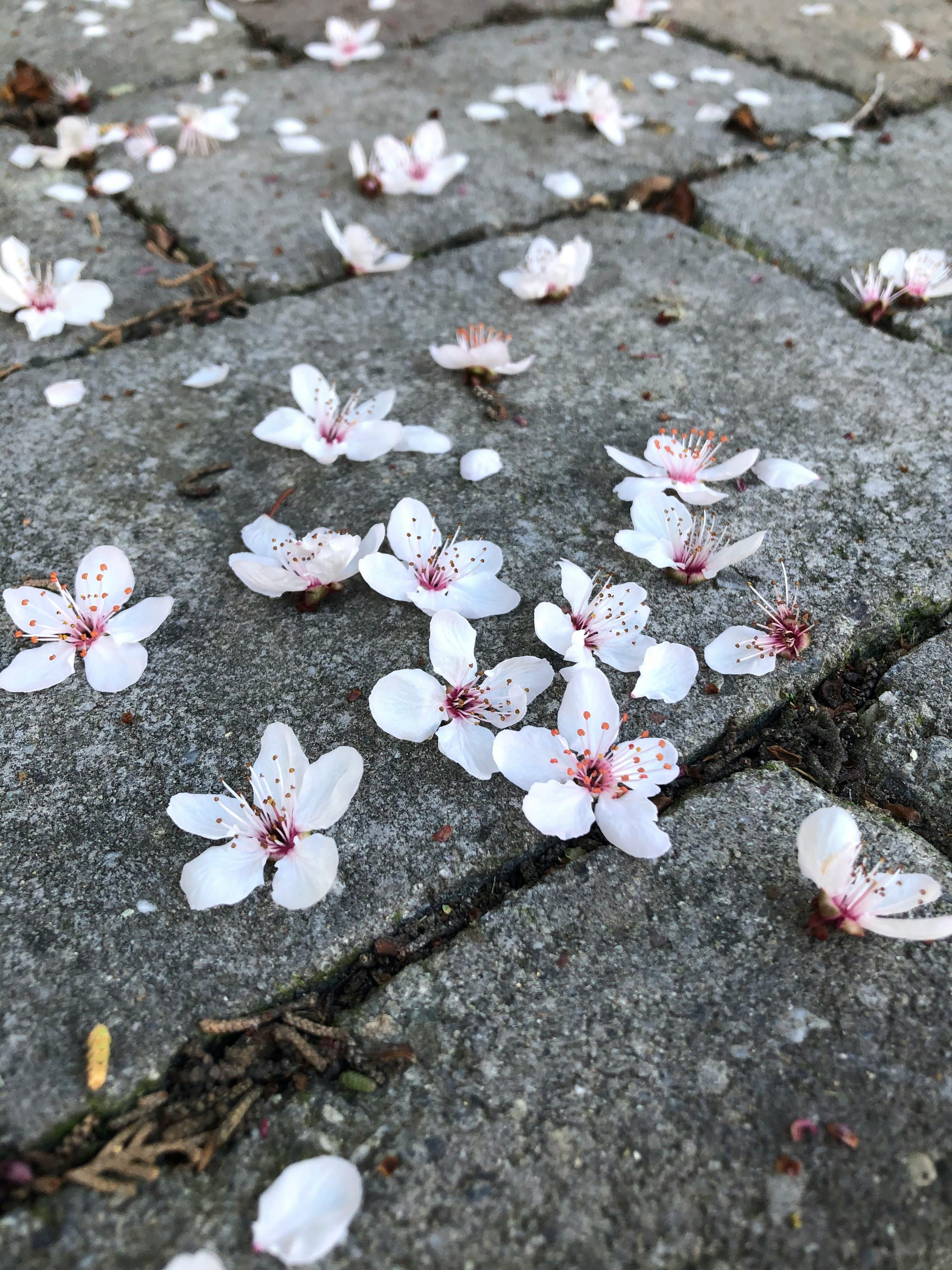 A Close-Up Shot of Cherry Blossoms on the Ground · Free Stock Photo