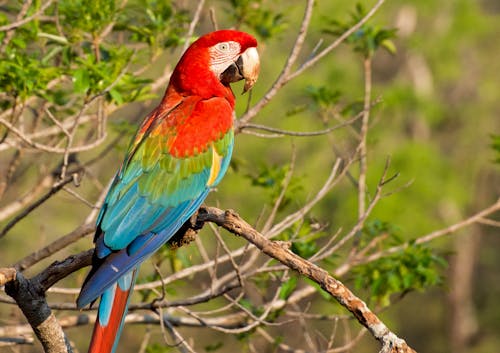 A Macaw Perched on a Branch
