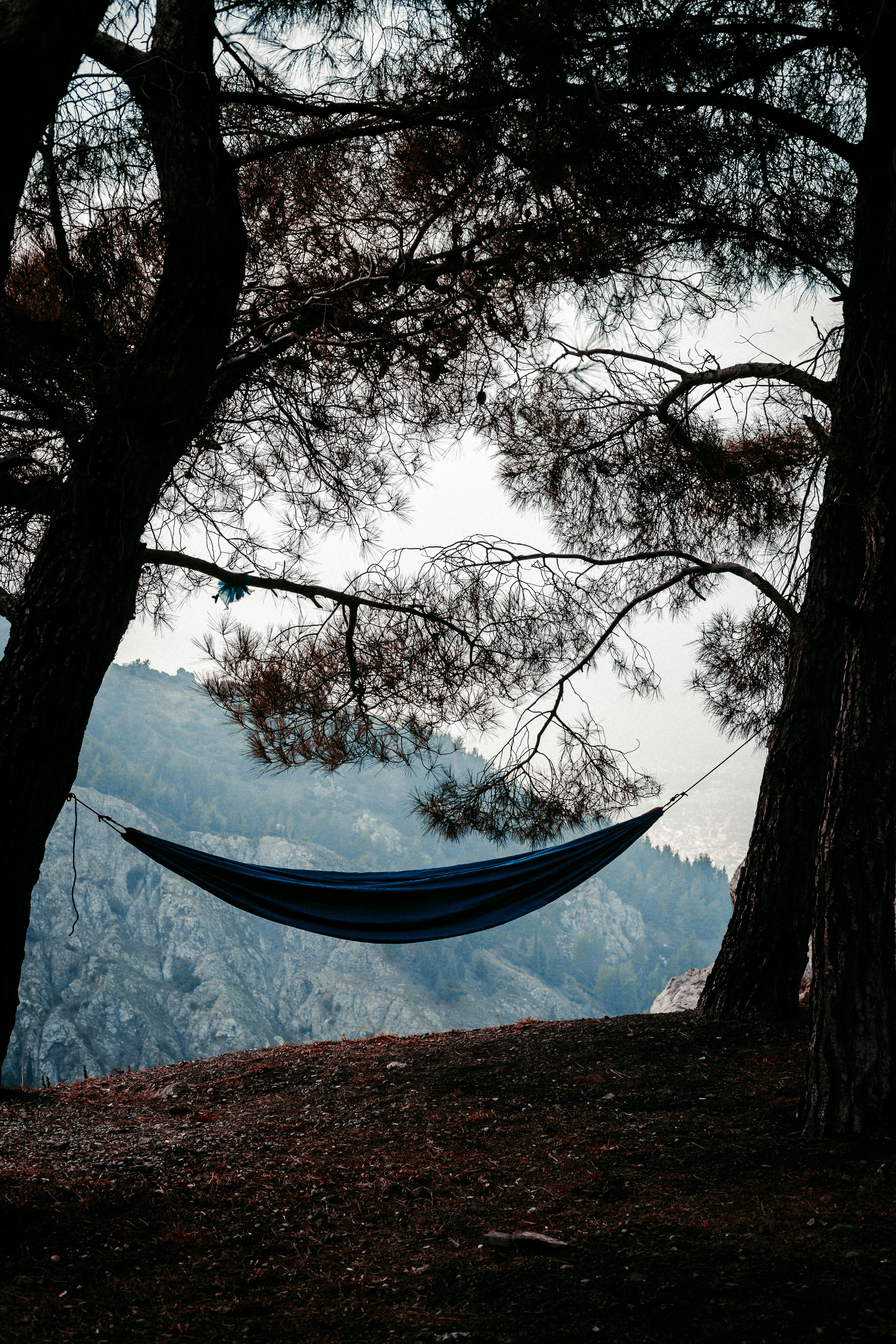 tourist hammock hanging between old trees