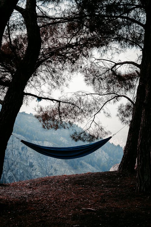 Free Tourist hammock hanging between old trees Stock Photo