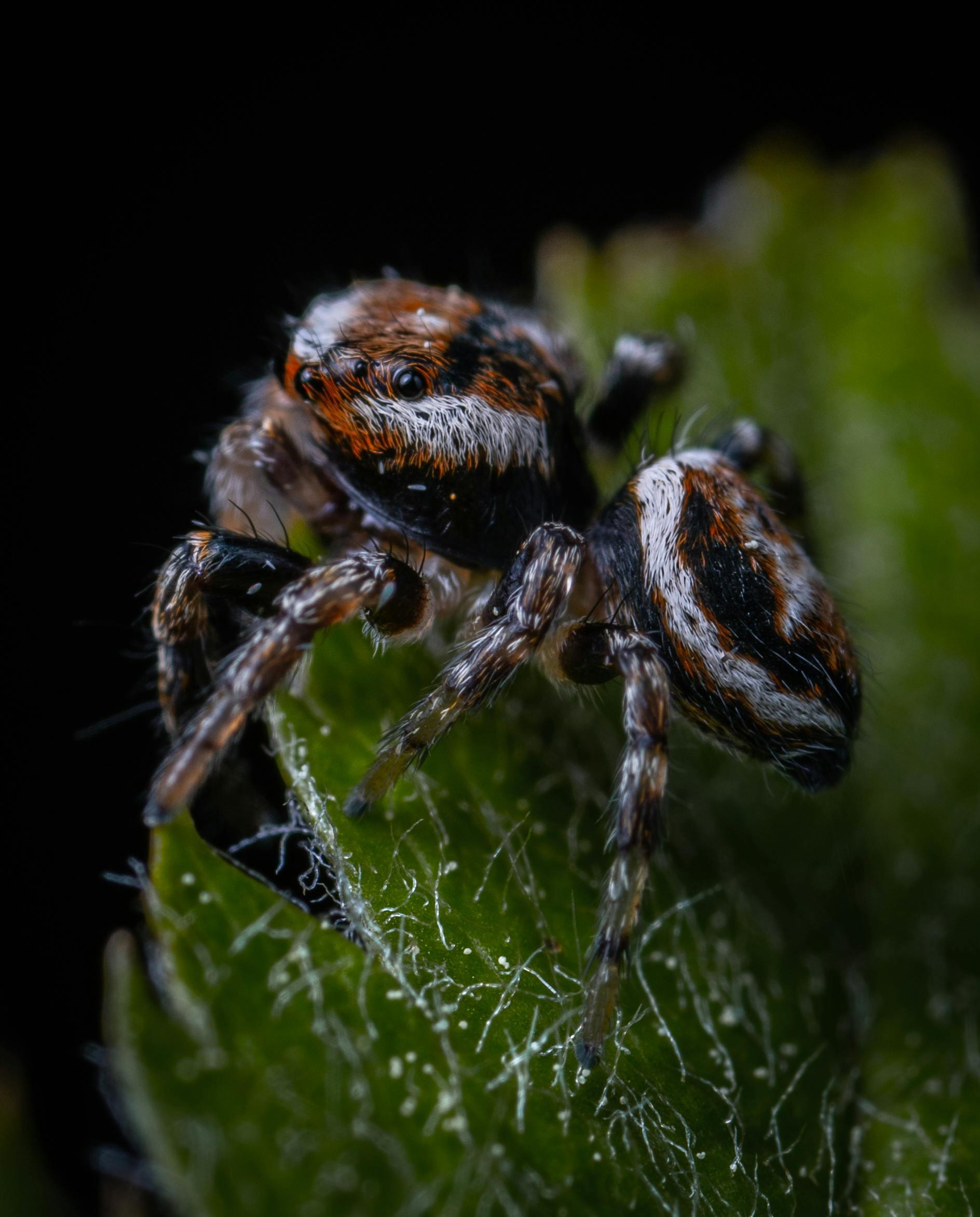 Bonnetina