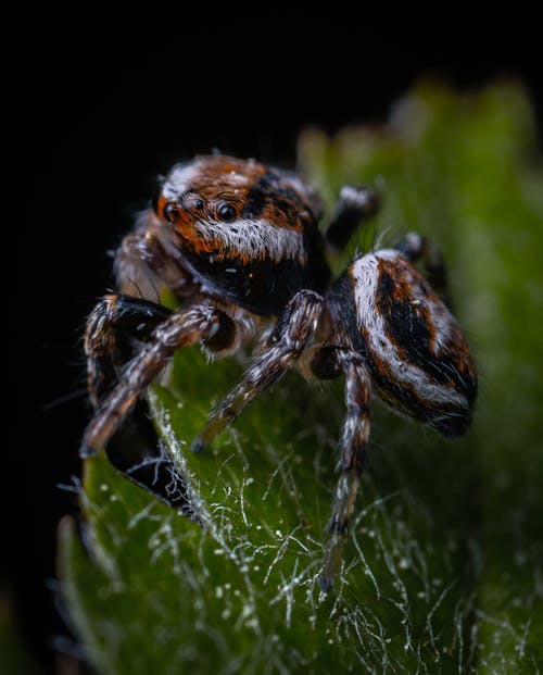 Macro Shot of a Jumping Spider on a Leaf