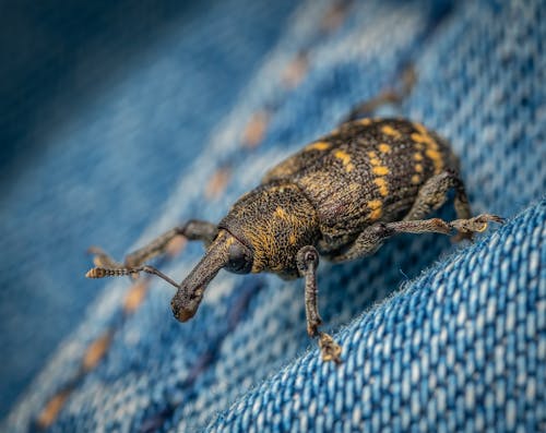 Безкоштовне стокове фото на тему «Beetle, hylobius abietis, впритул»