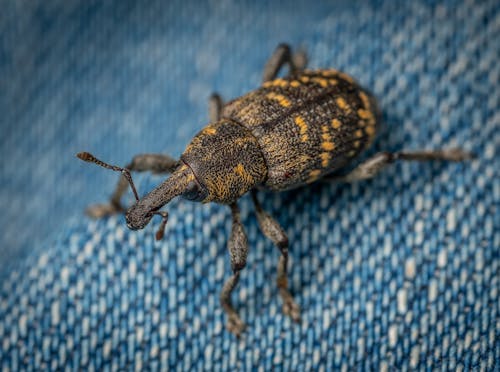 Macro Shot of a Weevil on a Blue Textile