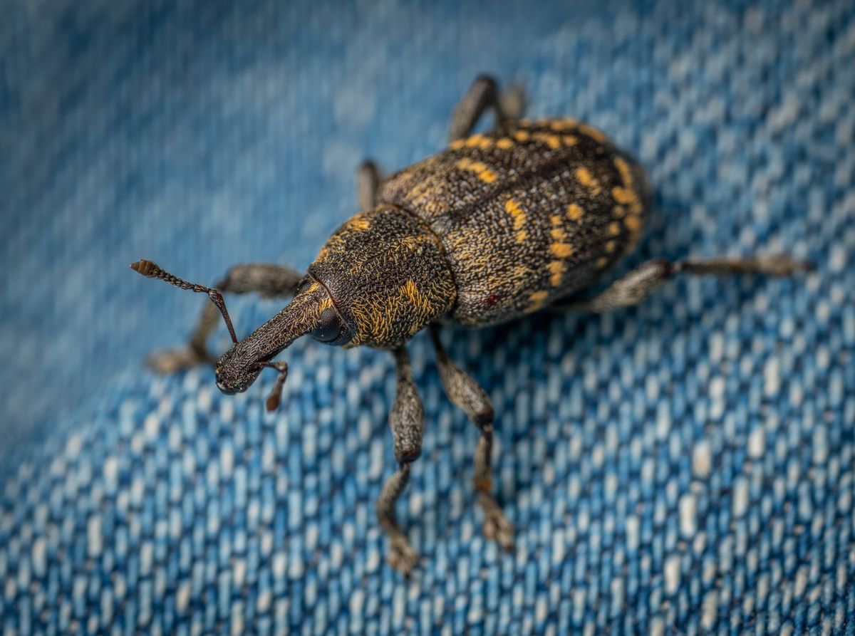 Weevil control services in Thika Kenya