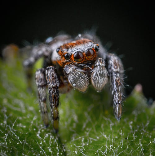 Macro Photography of Creepy Spider