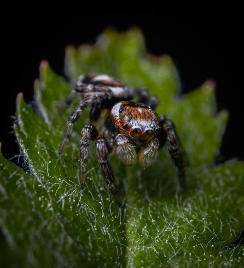 Free Detailed macro shot of a jumping spider perched on a vibrant green leaf. Stock Photo