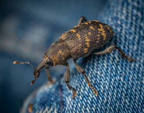 Macro Photography of a Weevil