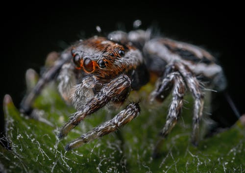 Bezpłatne Darmowe zdjęcie z galerii z fotografia makro, fotografia zwierzęcia, pająk Zdjęcie z galerii