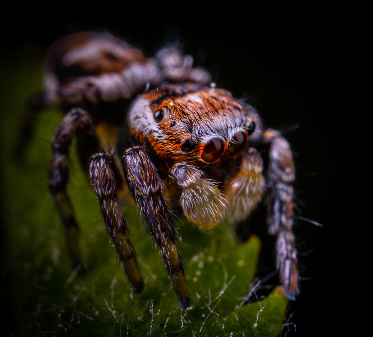 Close-up of a spider on a green leaf, representing spider treatment services