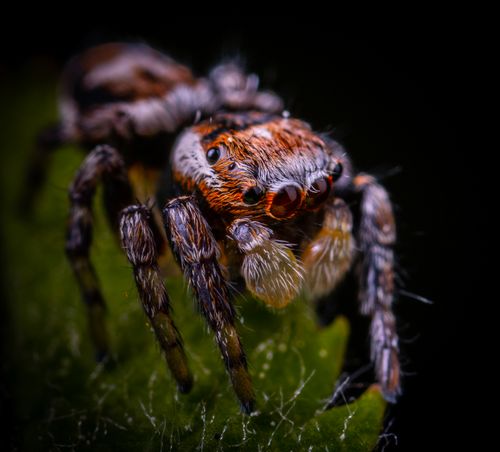 Spider, a common pest treated with spider treatment