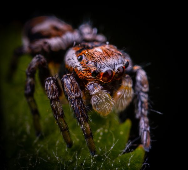 Aranha