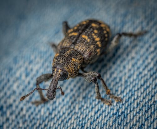 Photo of a Black and Yellow Weevil