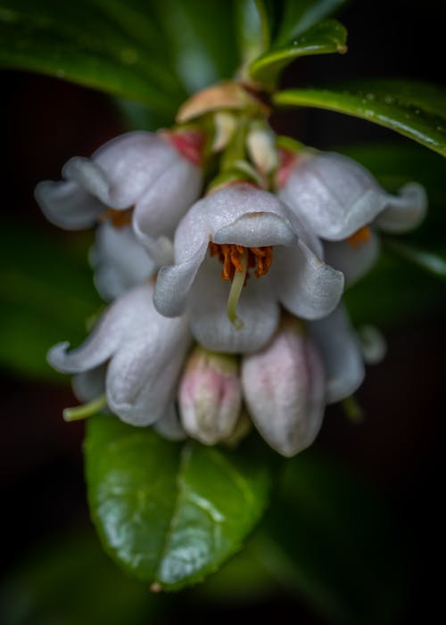 Macro Photography of Blooming White Flowers