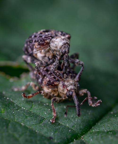 Macro Photography of Two Brown Weevils