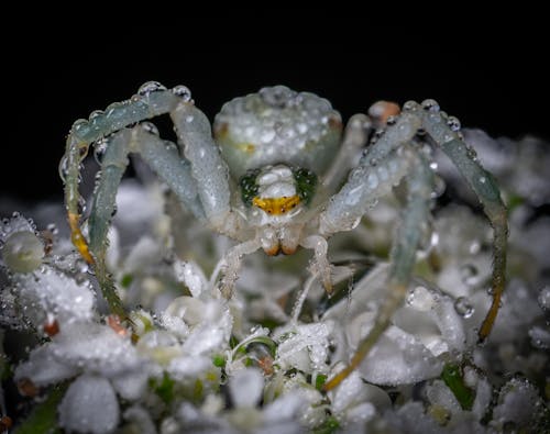 Macro Photography of Creepy White Spider