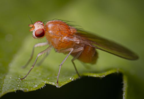 Macro Photography of a Fruit Fly