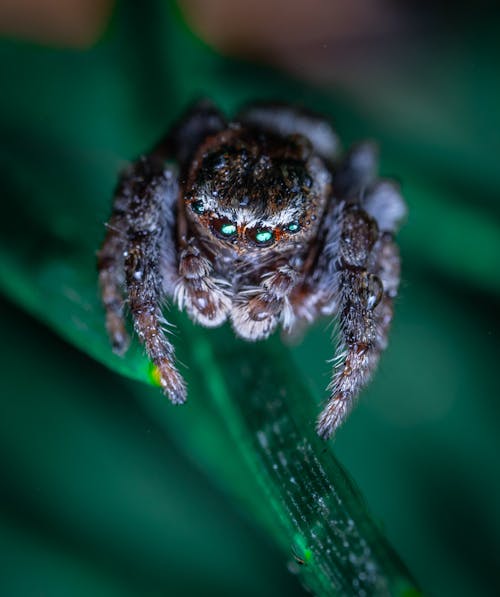 Macro Photography of a Creepy Spider