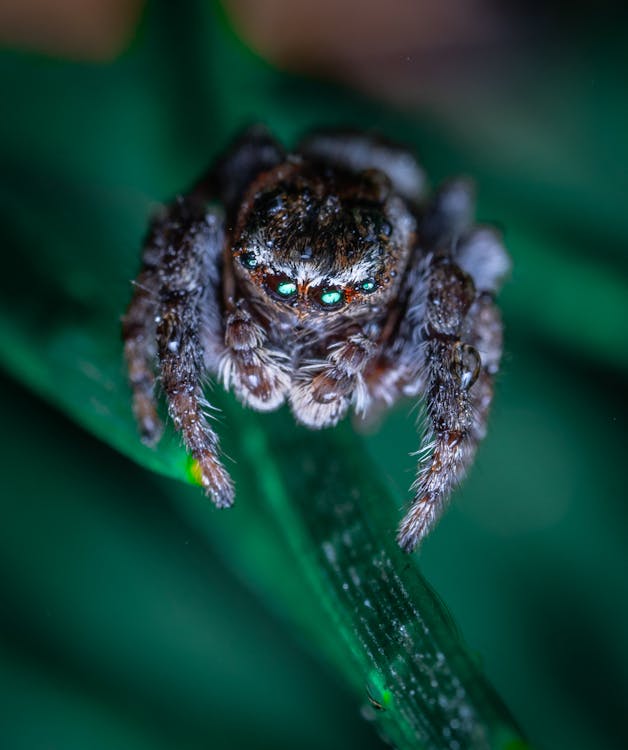 Free Macro Photography of a Creepy Spider Stock Photo