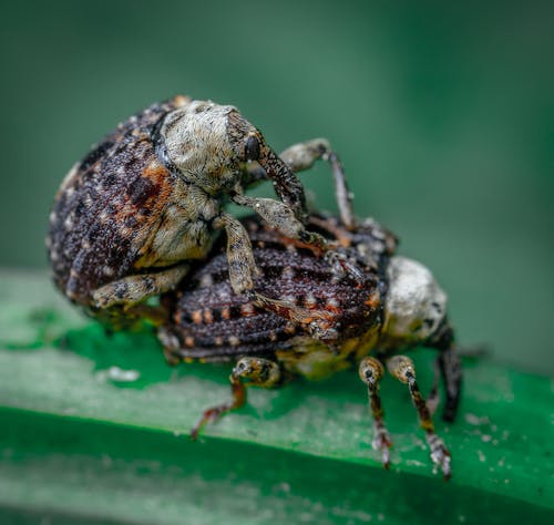 Macro Shot on Bugs on a Grass Blade