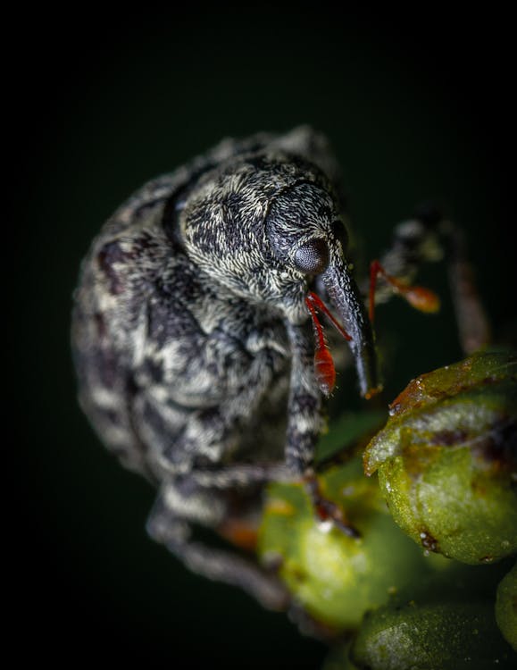 Free Macro Photography of a Weevil Stock Photo