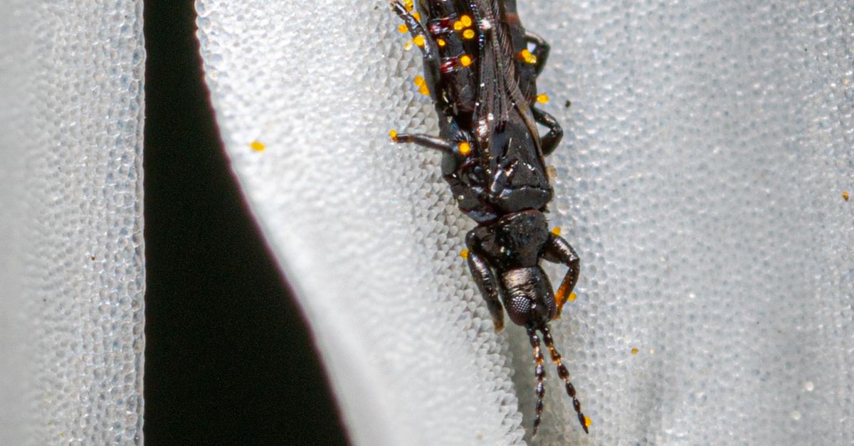 Tag Insect Close up of Insect · Free Stock Photo