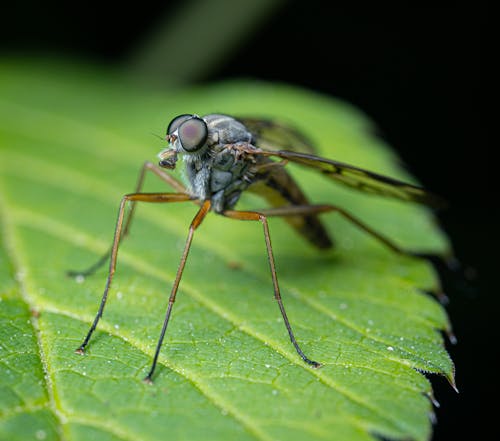 Close Up of Insect on Leaf