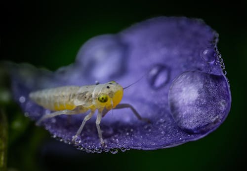 Macro of Insect Sitting on Flower Petal