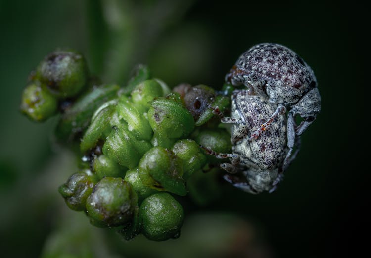 Macro Photography Of Two Black Weevils