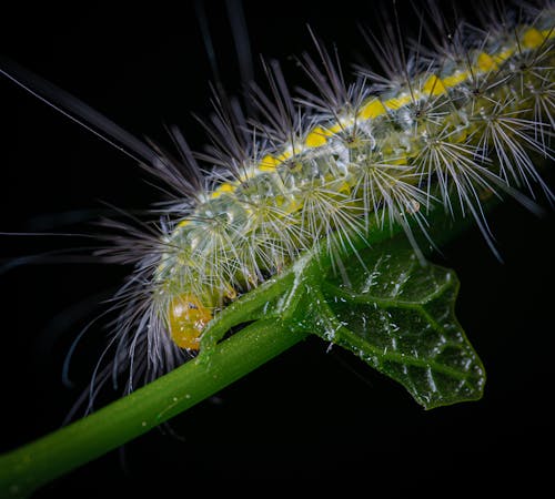 Free Macro Photography of a Creepy Green Caterpillar Stock Photo