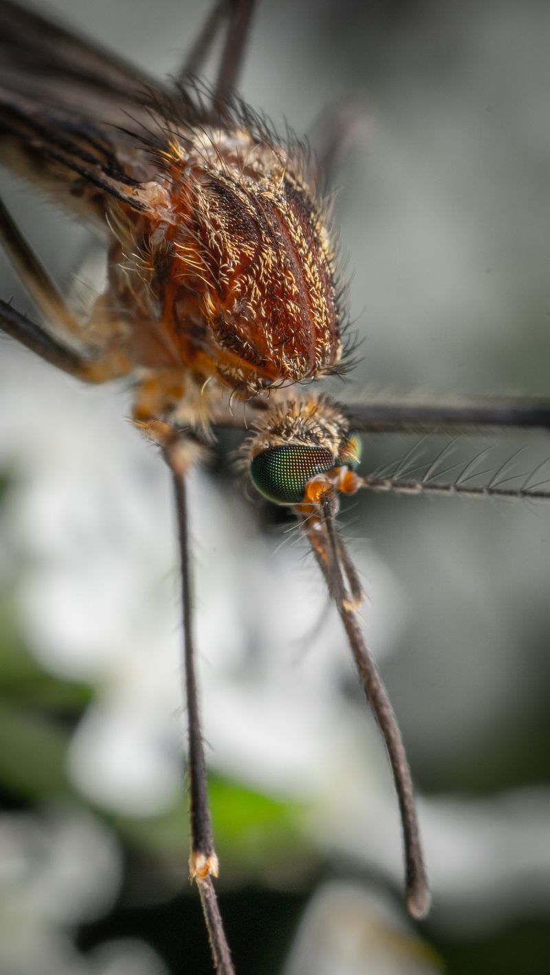 Mosquito control outdoor treatment