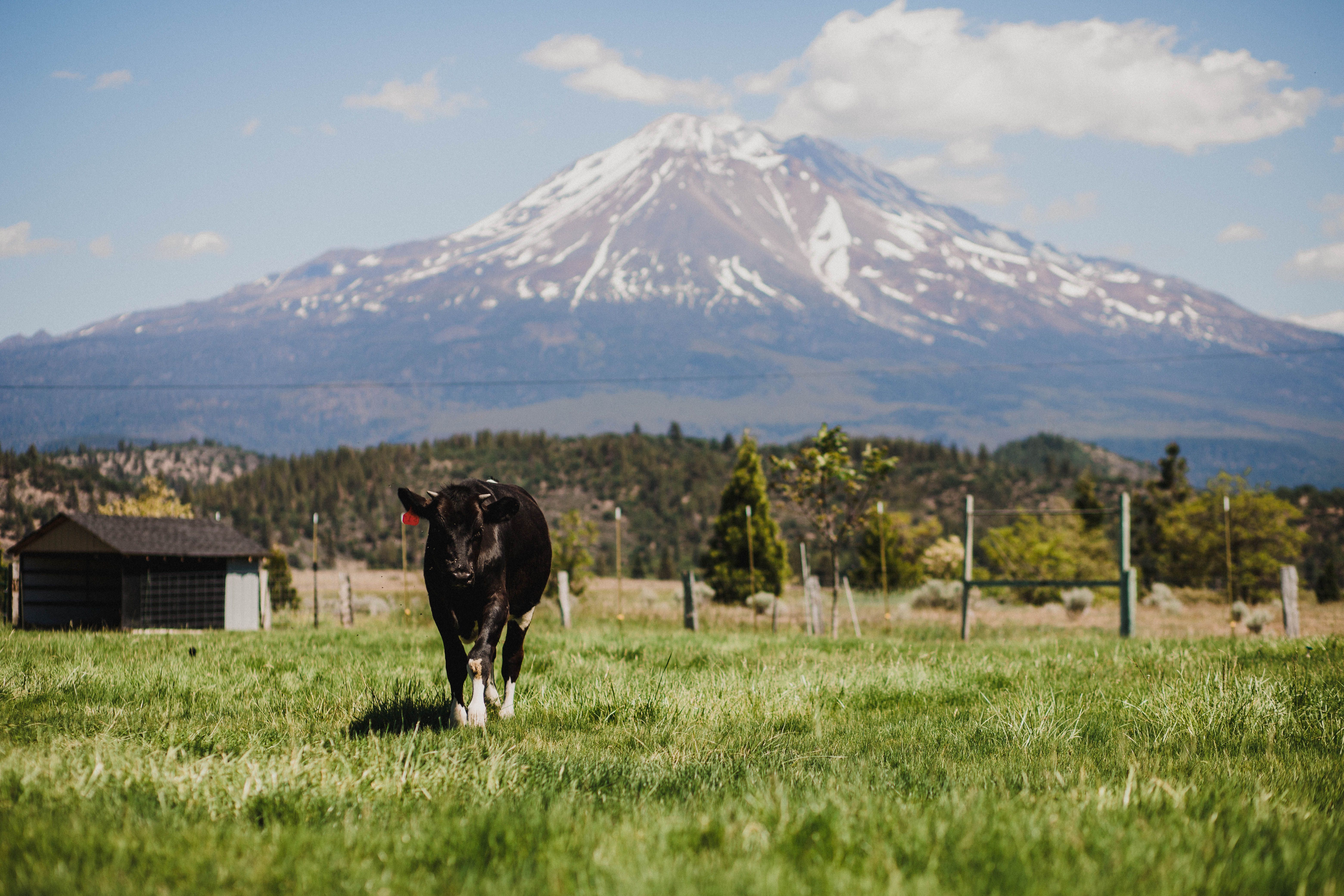 Mount Shasta — Food, Mount Shasta