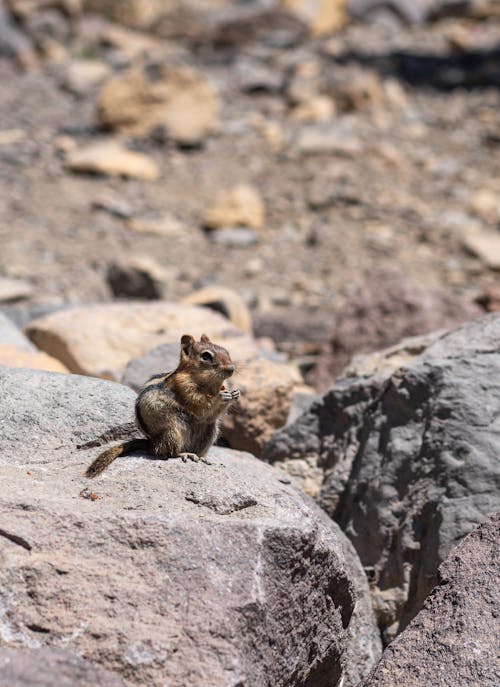 Brown Squirrel on Gray Rock