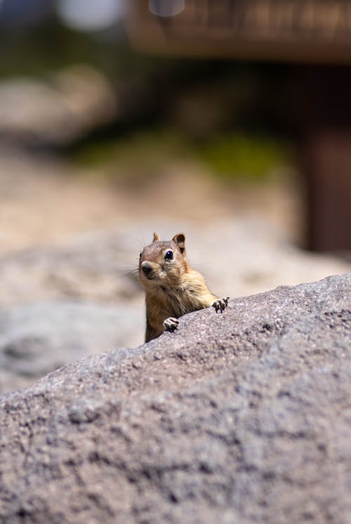 Free Selective Focus Photo of Cute Chipmunk Stock Photo