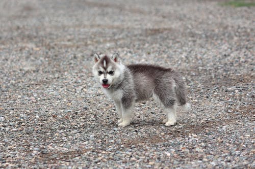 Close-Up Photo of Siberian Husky Puppy